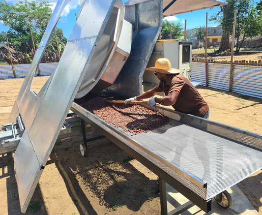 les fèves de cacao torréfiées par le torréfacteur solaire de Sunshine chocolats à Madagascar