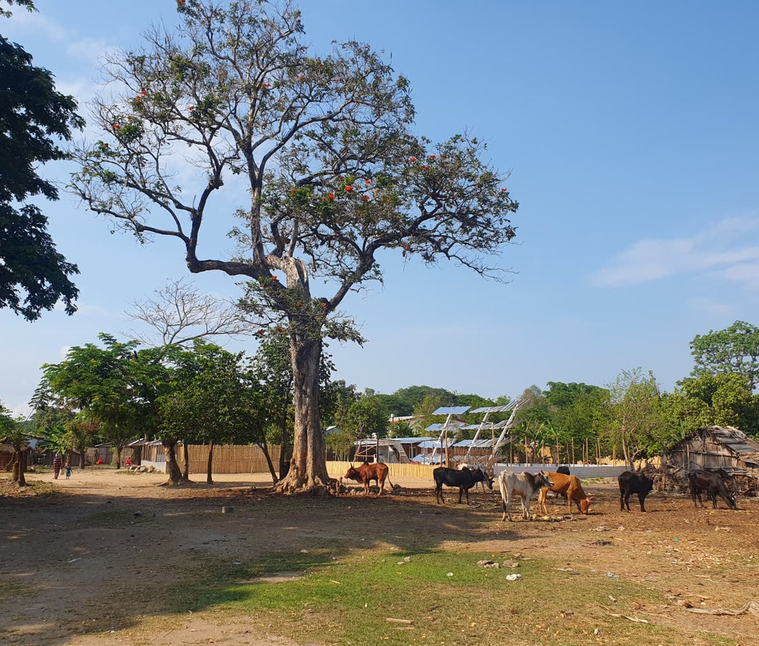 Les premiers jours d'Alice à Ambanja