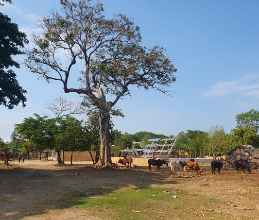 Les premiers jours d'Alice à Ambanja